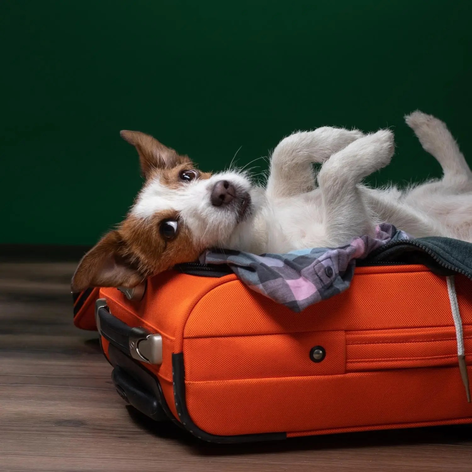 Safe Dog Boarding in Muskego, Wisconsin K9 Wonderland