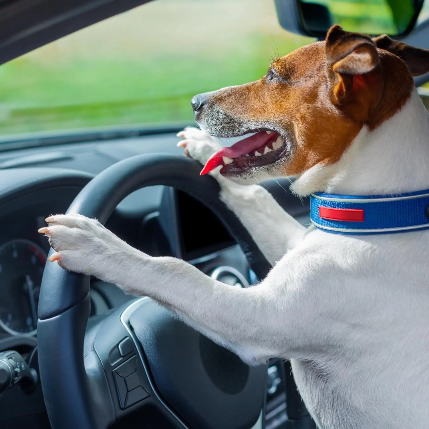 “Dogs on the Bus” — Dog Shuttle Bus in Muskego, Wisconsin K9 Wonderland