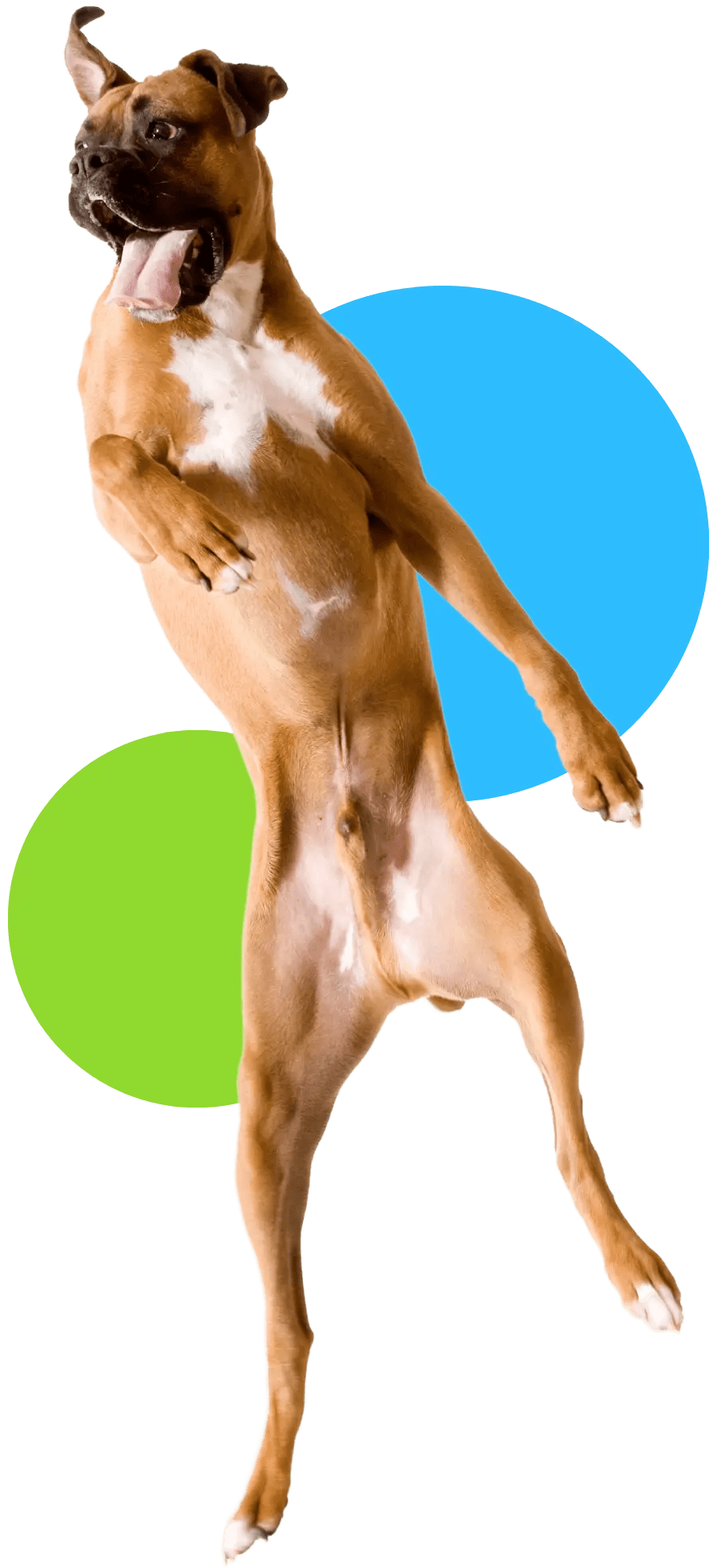 How to Keep Your Dog’s Hair from Matting A Comprehensive Guide