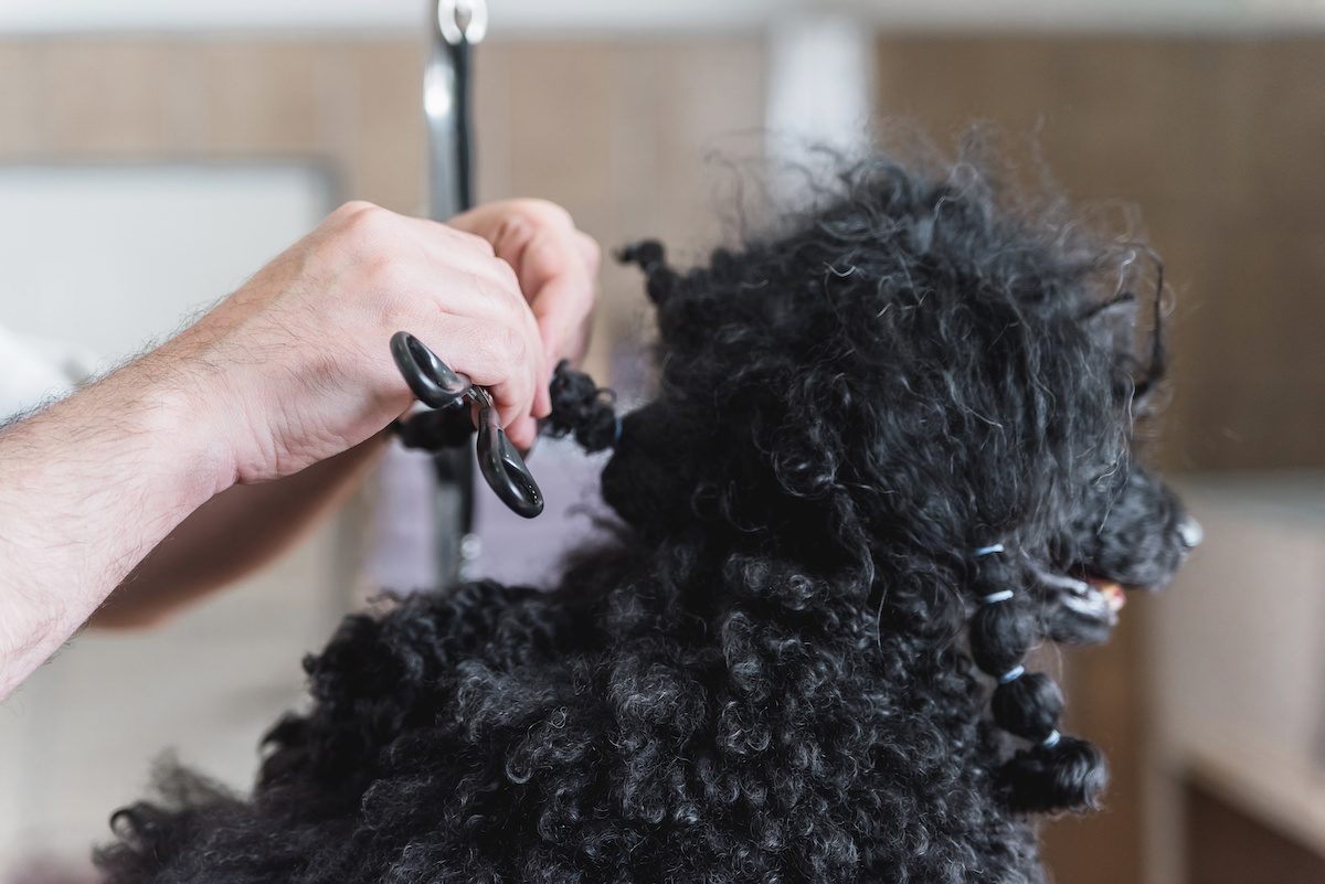 How to Keep Your Dog’s Hair from Matting A Comprehensive Guide
