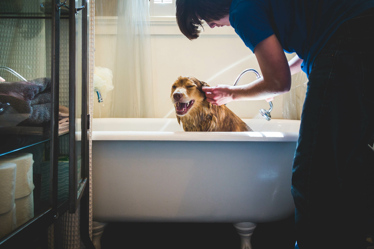 Will Bathing a Dog Get Rid of Fleas? K9 Wonderland