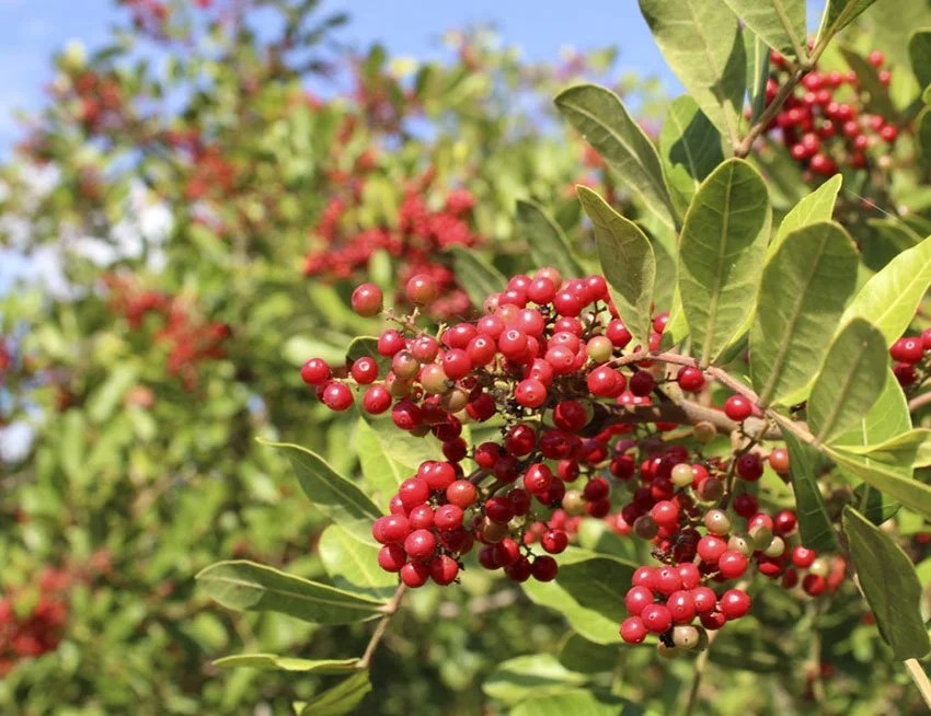 Pink Peppercorn Some Information Kaapi Ingredients