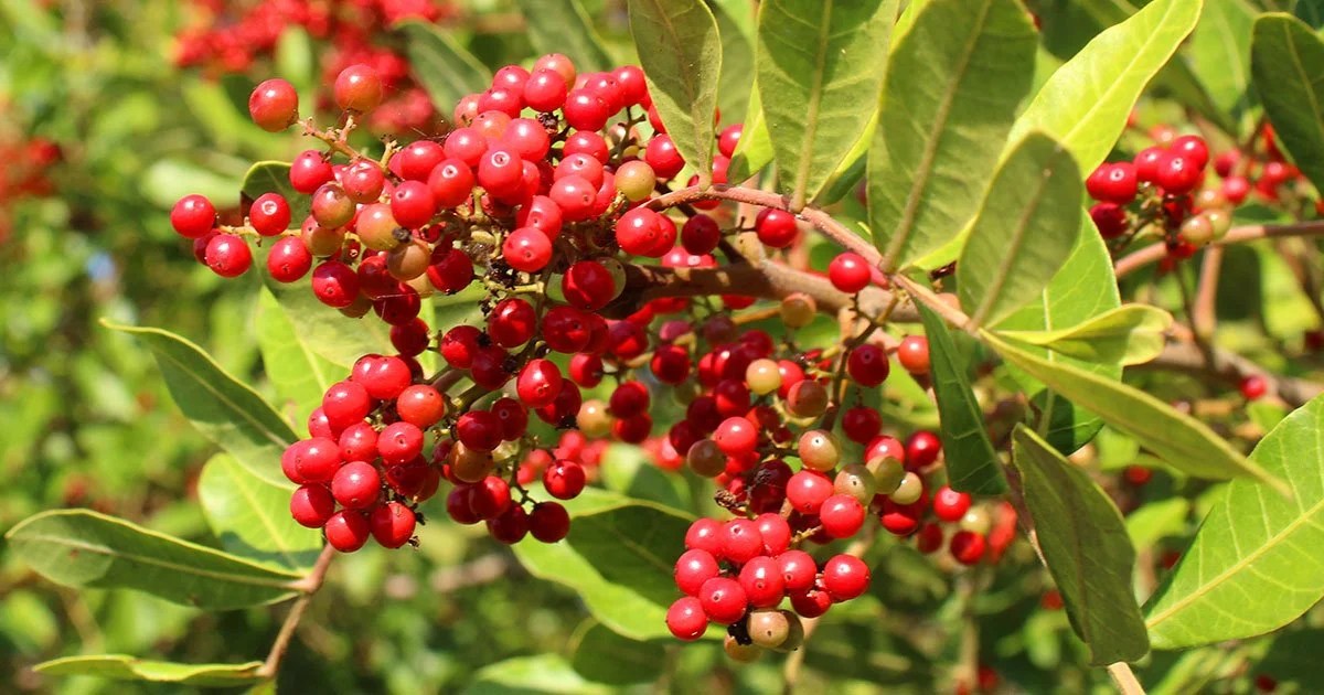 Pink Peppercorn Some Information Kaapi Ingredients
