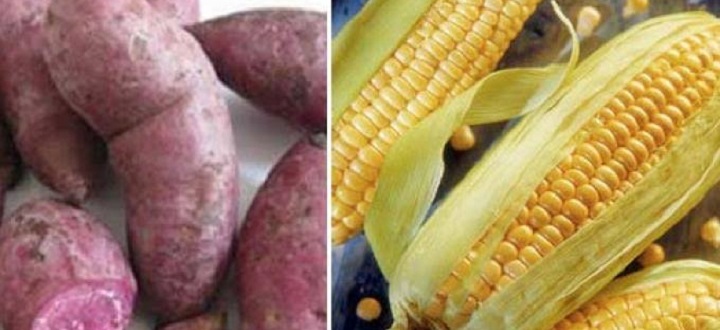 6 Manfaat Jagung Sumber Karbohidrat Alternatif Pengganti Nasi SEPUTAR