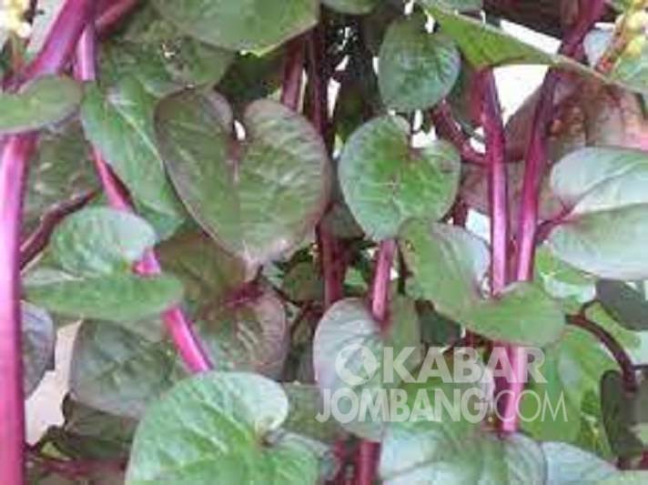 Daun Binahong Merah, Ini Manfaatnya untuk Kesehatan Kabar Jombang