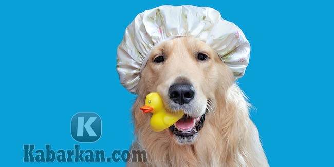 Kode Alam Anjing Kawin Masuk Rumah Sesuai Deret 2D 3D 4D Erek Erek