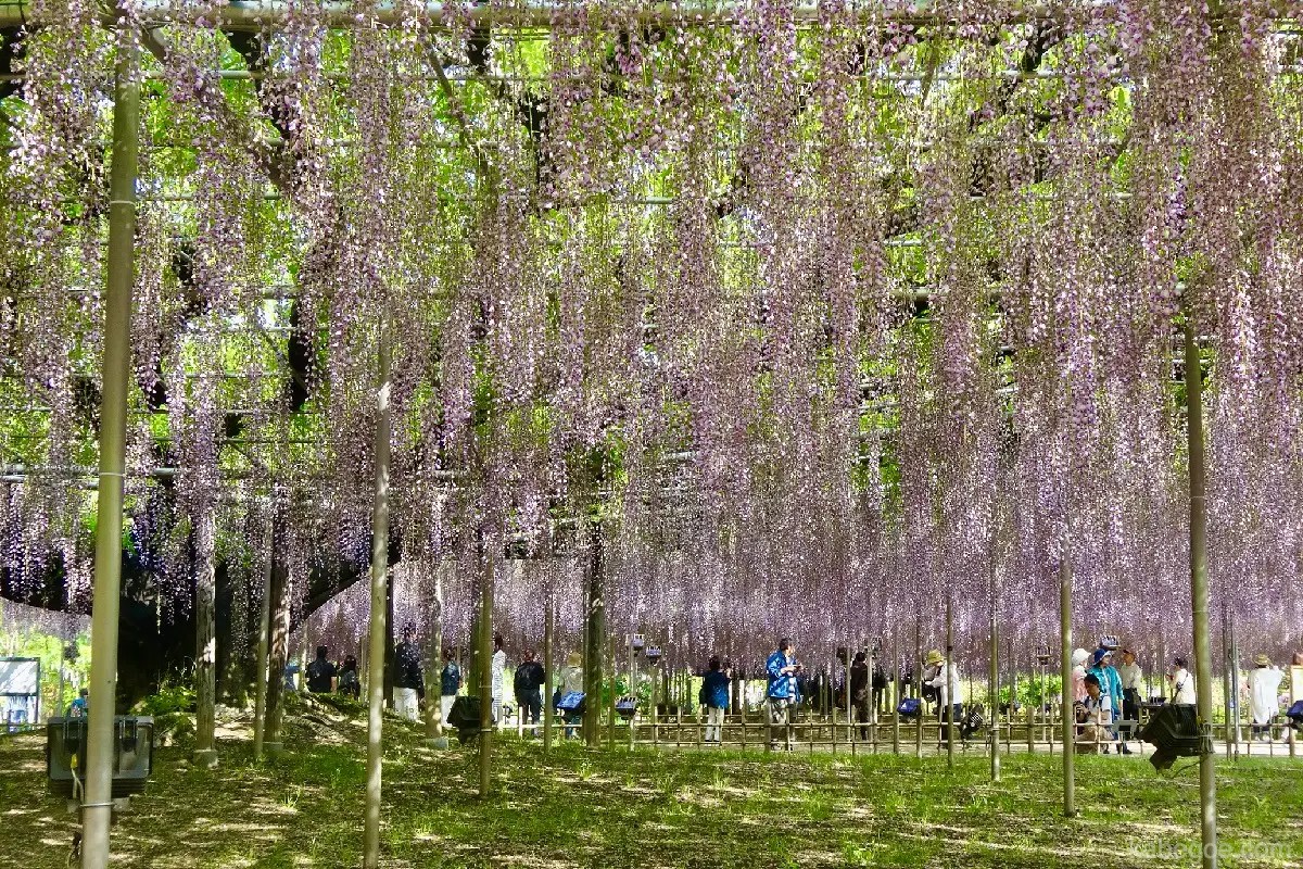 Ashikaga Flower Park ｜ Botanical Garden (Tochigi) تجذب