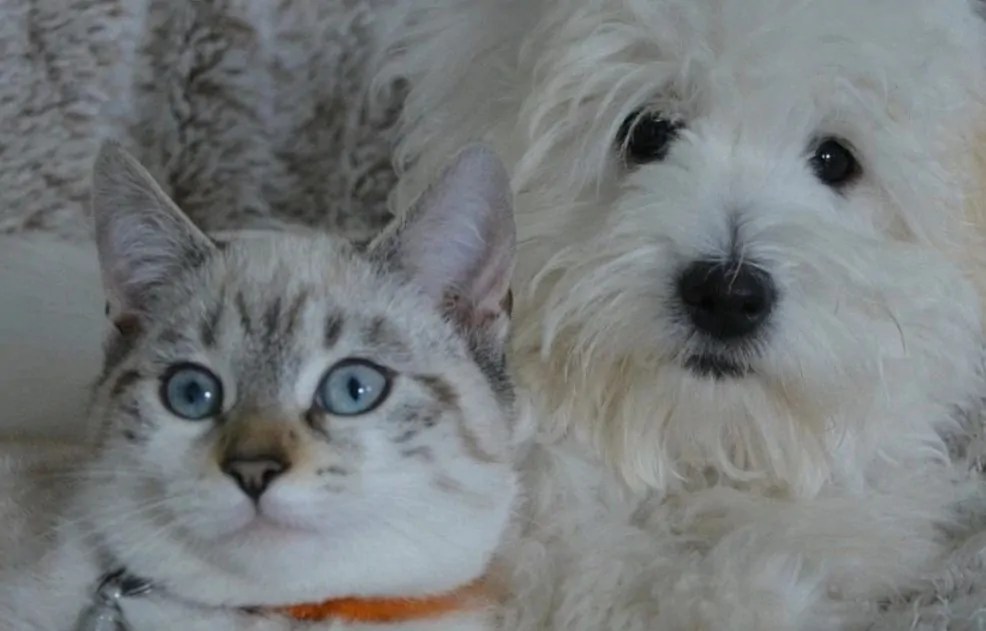 Top Rover Promo Code & Coupons