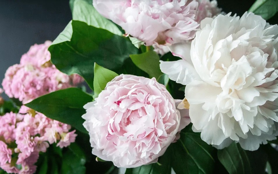 Your Trusted Tampines flower shop