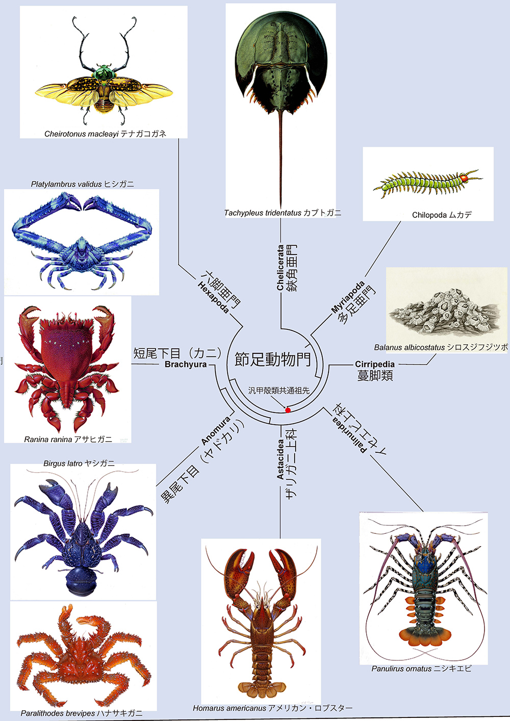 進化の歴史｜科学バー