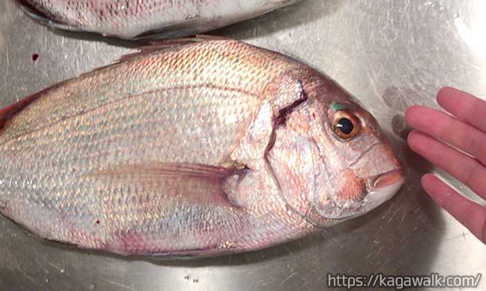 釣った貰った魚を持込みでさばいてくれるスーパーはきむら！料金と方法(マルナカはNG) / ぽしぞうの香川あるき