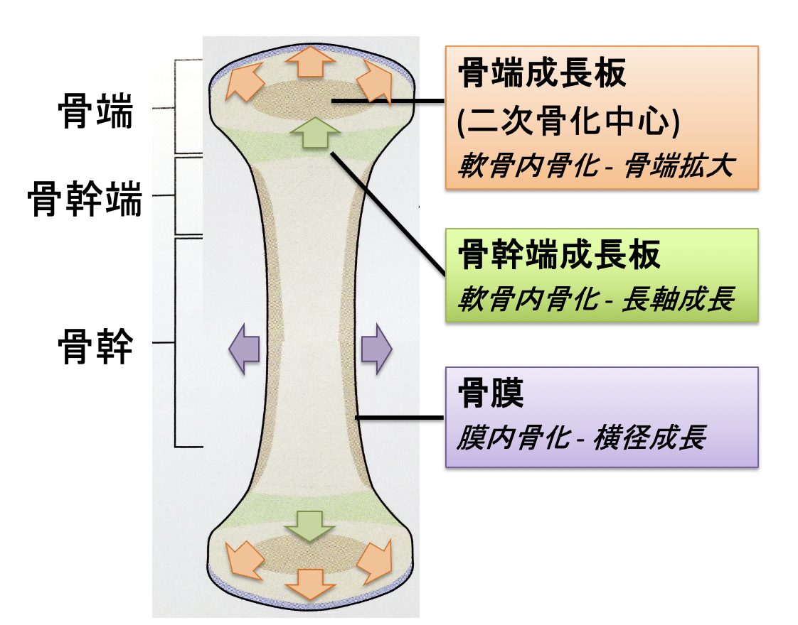 現役臨床獣医師が解説！⑥ダックスフンドの尺骨遠位成長板早期閉鎖による橈骨変形の治療 日本の獣医師が米国獣医外科
