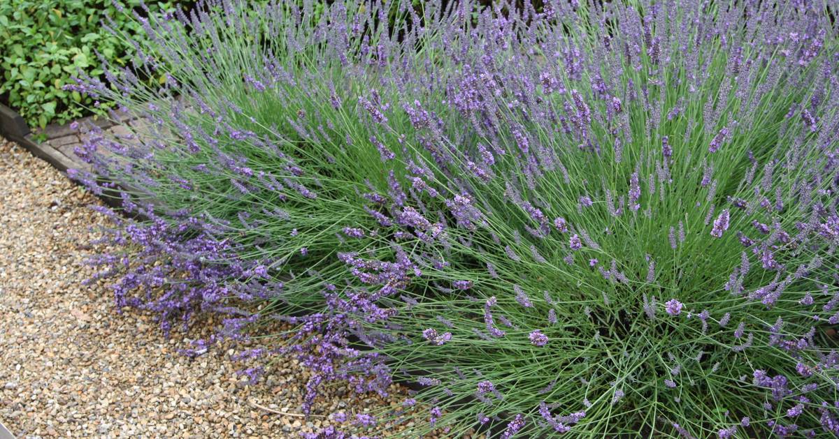 LAVENDER ‘GROSSO’ Kaipara Coast Plant Centre & Sculpture Gardens