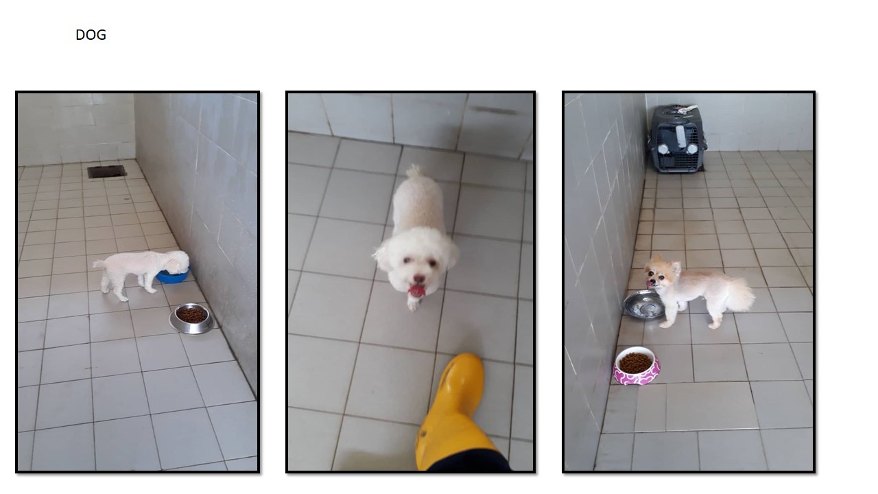 GALLERIES Kai Pets Relocation