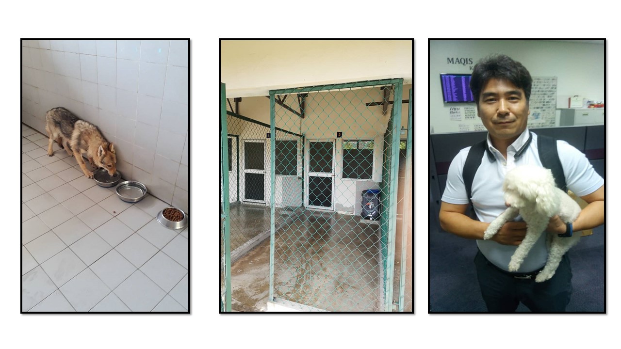 GALLERIES Kai Pets Relocation