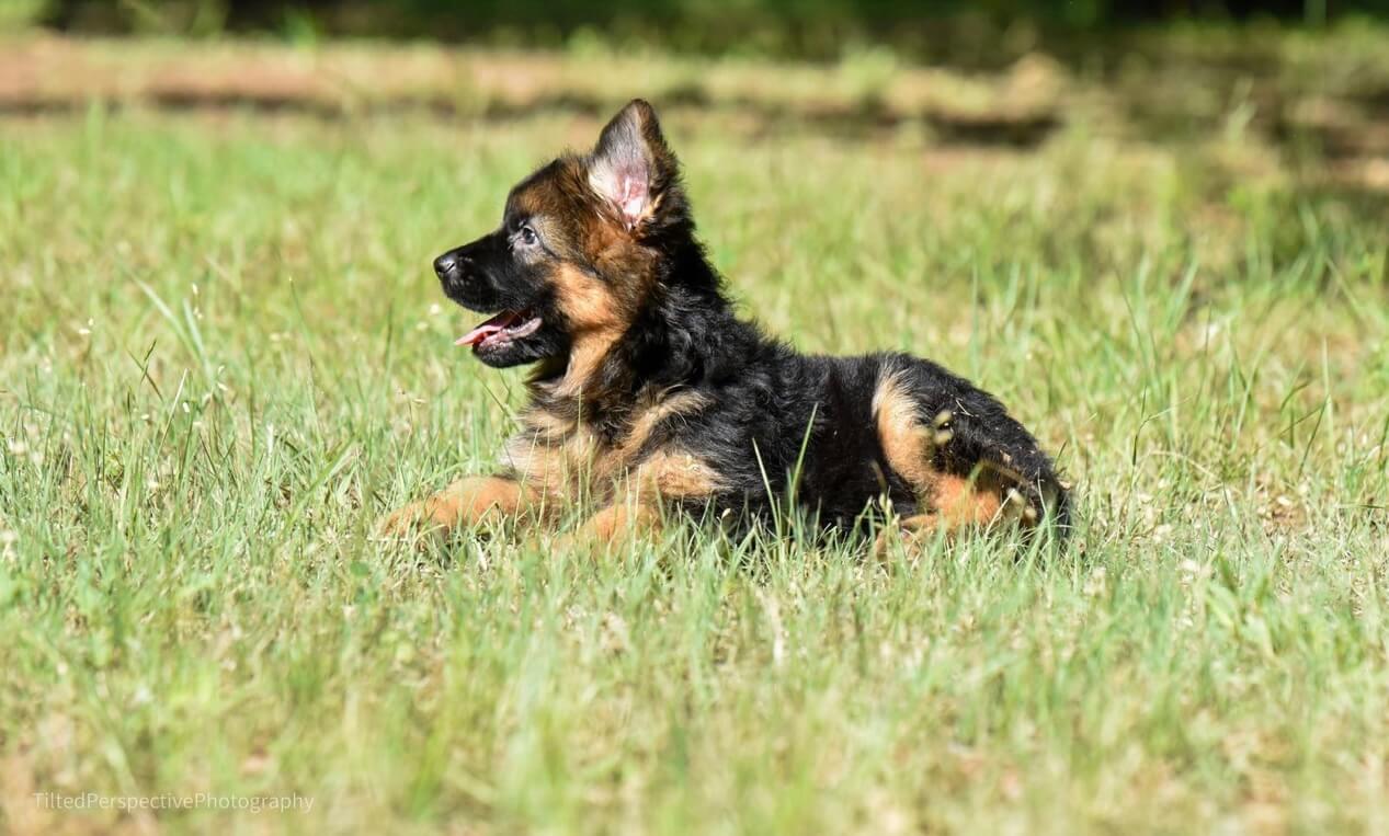 5 Reasons Why German Shepherd Dogs are the Best Dog for Your Family