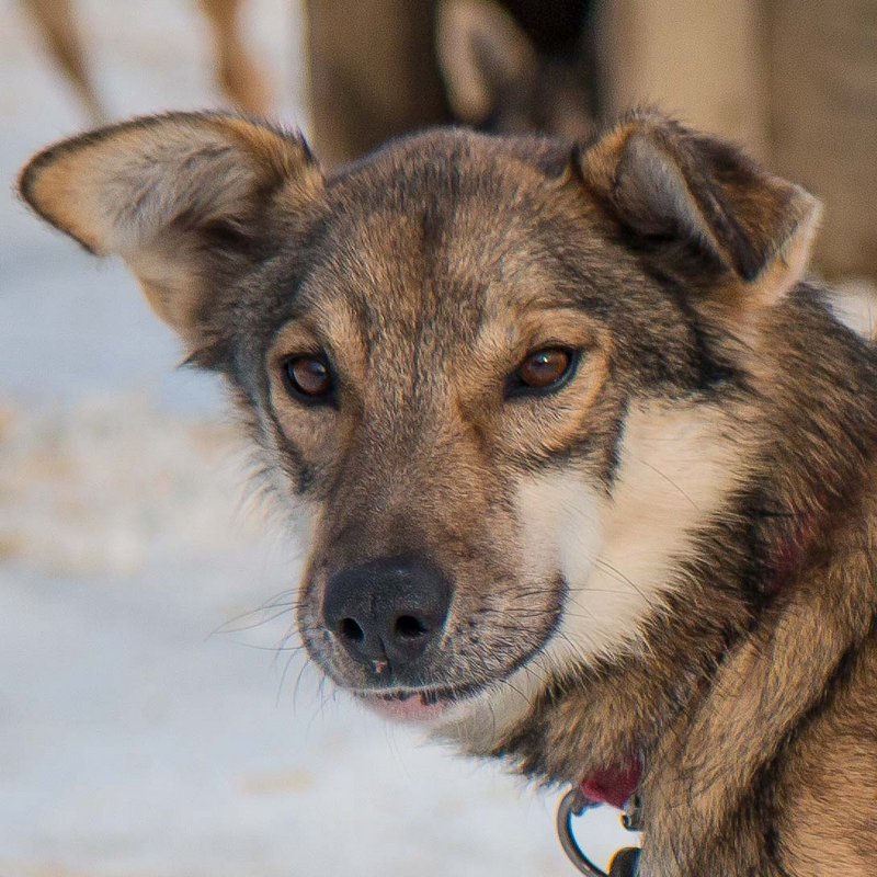 Simms Kaiser Racing Kennel Bethel, Alaska