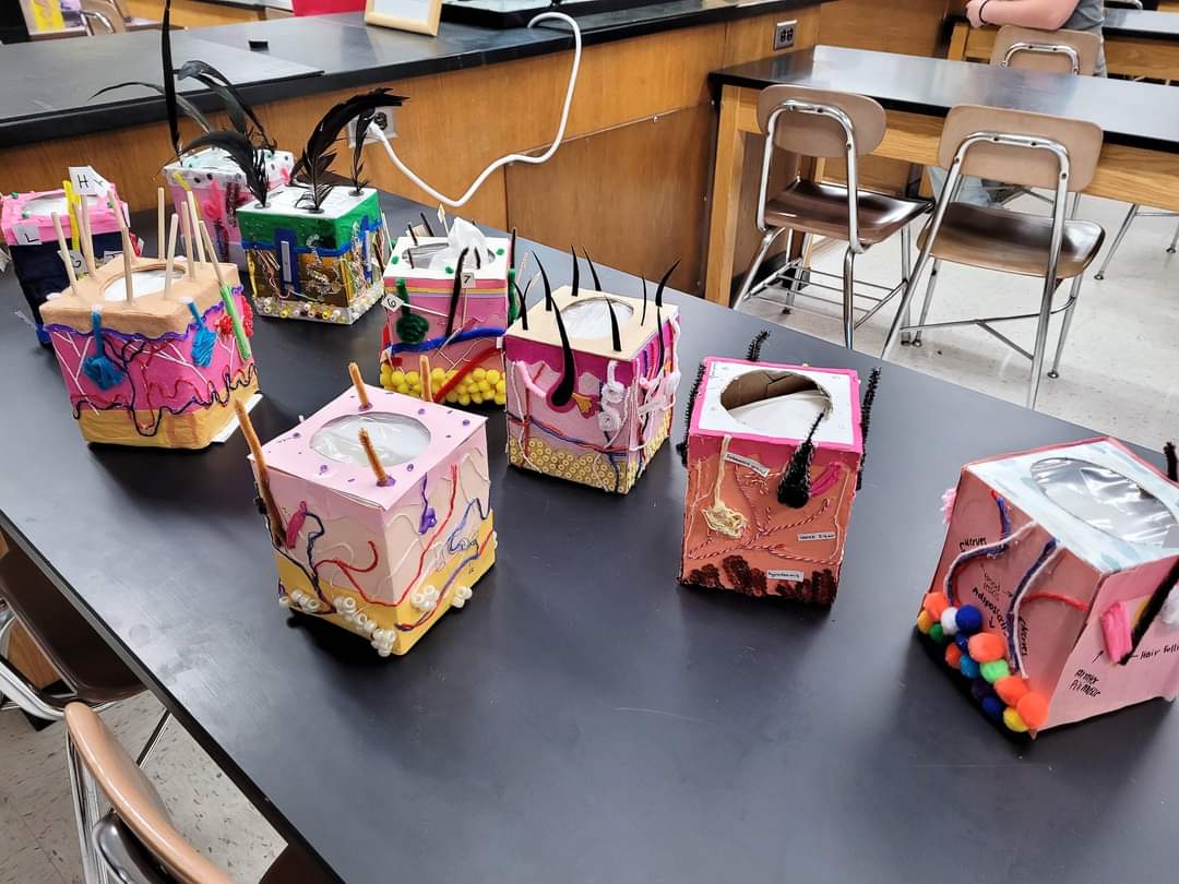 Tissue Box Project For Anatomy