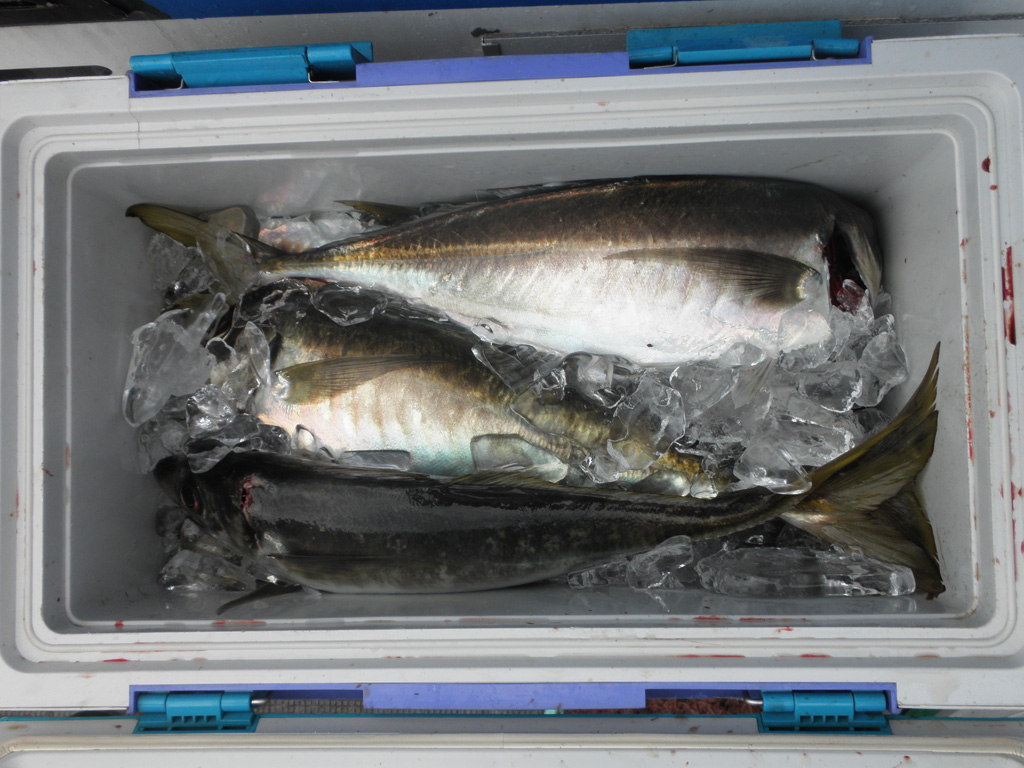 大アジ（貸切）2013/06/29 ≫ 広島の遊漁船海斗の釣り日記