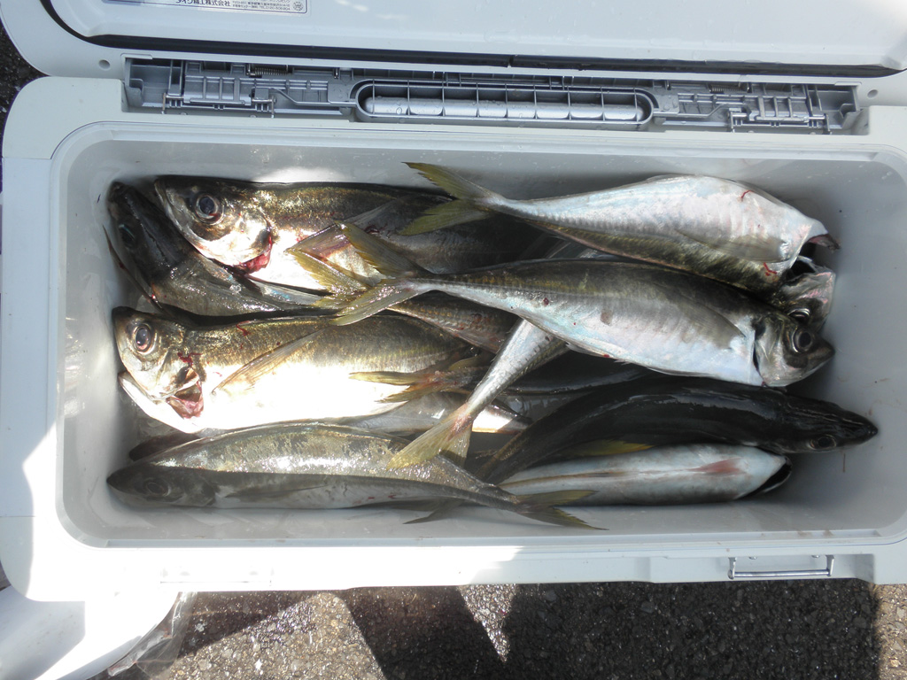 大アジ（貸切）2013/07/10 ≫ 広島の遊漁船海斗の釣り日記