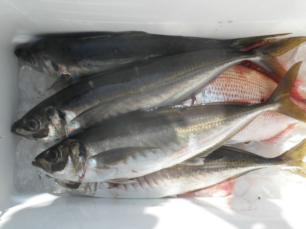 2018/03/24 大アジ ≫ 広島の遊漁船海斗の釣り日記