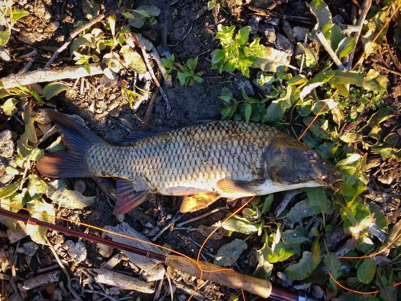 Carp Fishing in Drainage Canals Kid Fish Release