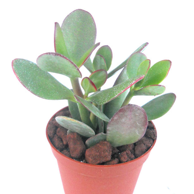 Crassula Portulacéa, Arbre de Jade , FengShui, Guy d