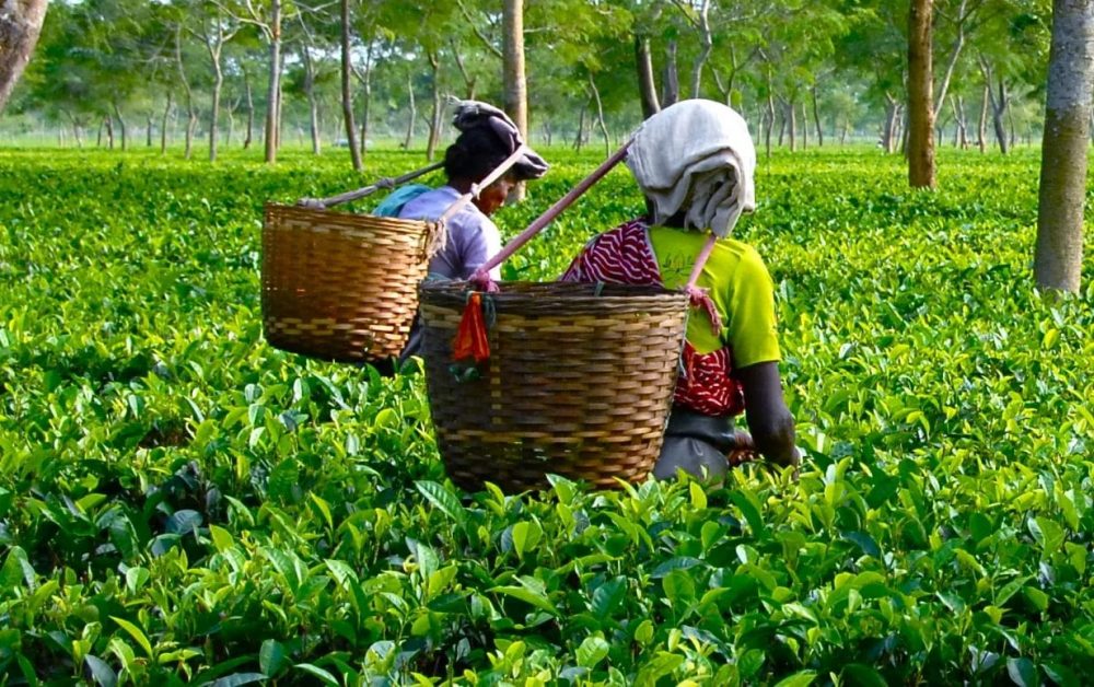 Tea Manufacturing technology