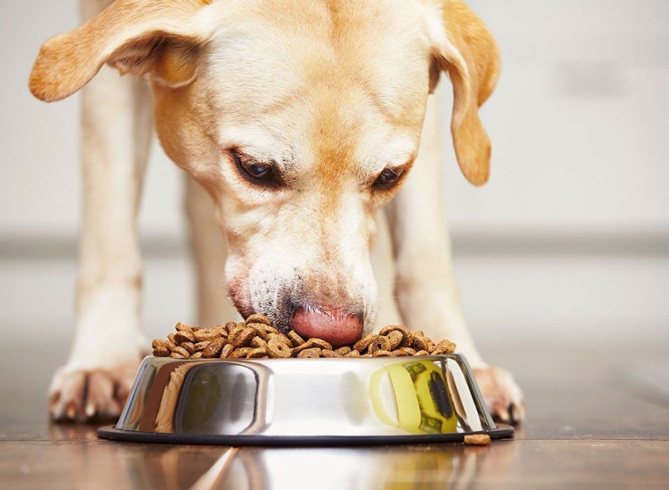 Dog Treat Recall List 2023 Fda Announces Major Recall On 18 Dog Food Brands - Kake