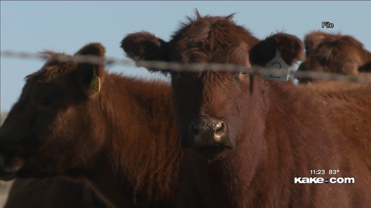 Experts debunk conspiracies on cause of mass cattle deaths in southwest