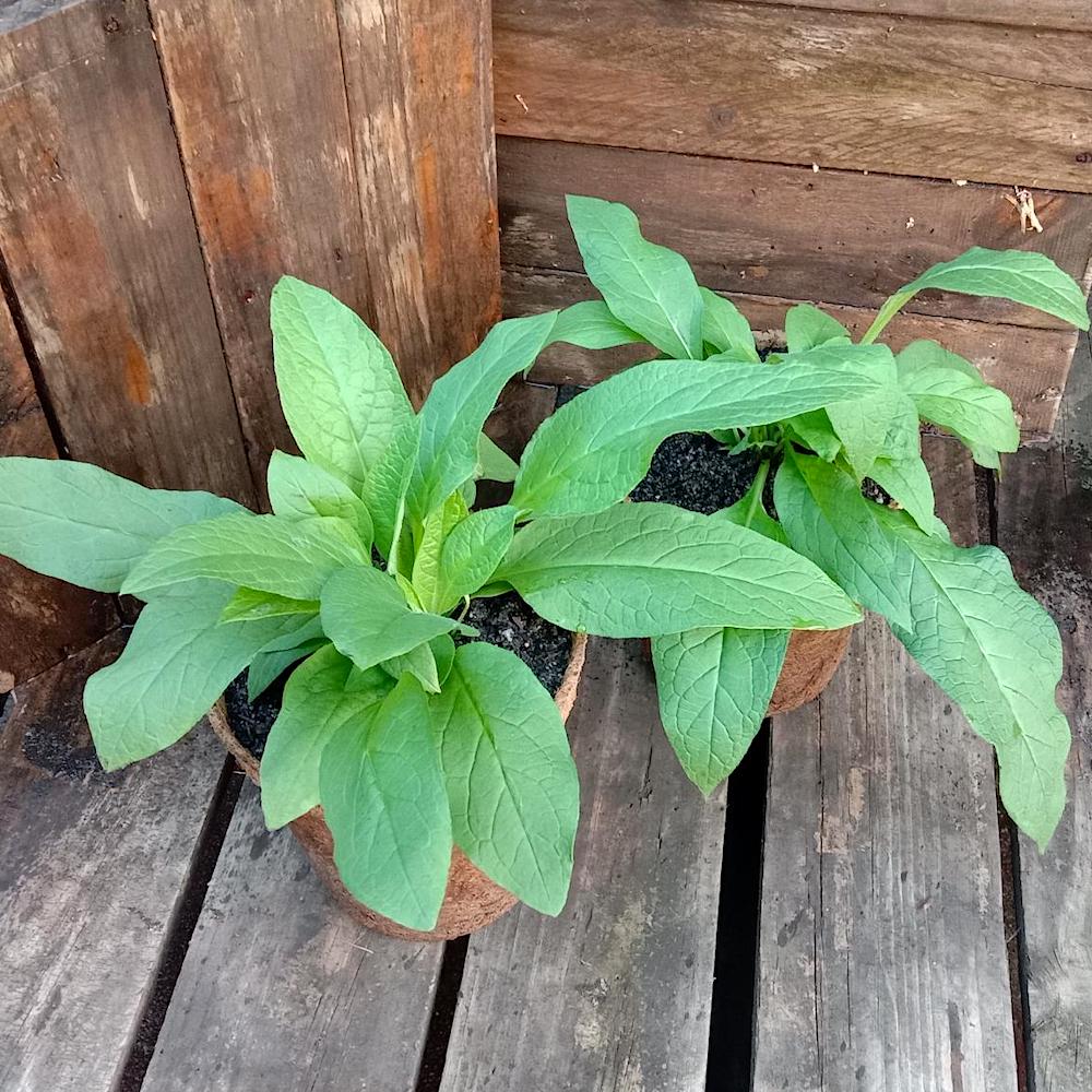 Comfrey 3.7L coir Kalamunda Plant Company