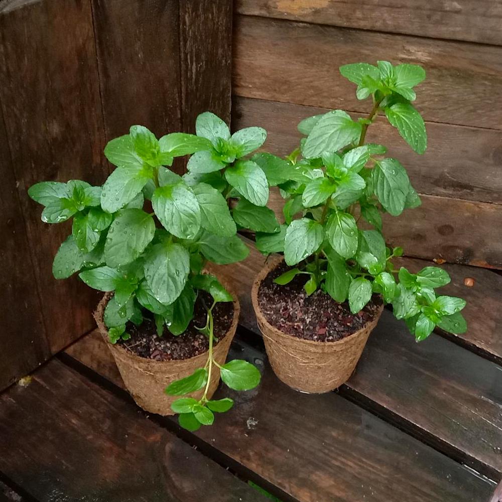 Mint 'Basil' 1.1L coir Kalamunda Plant Company