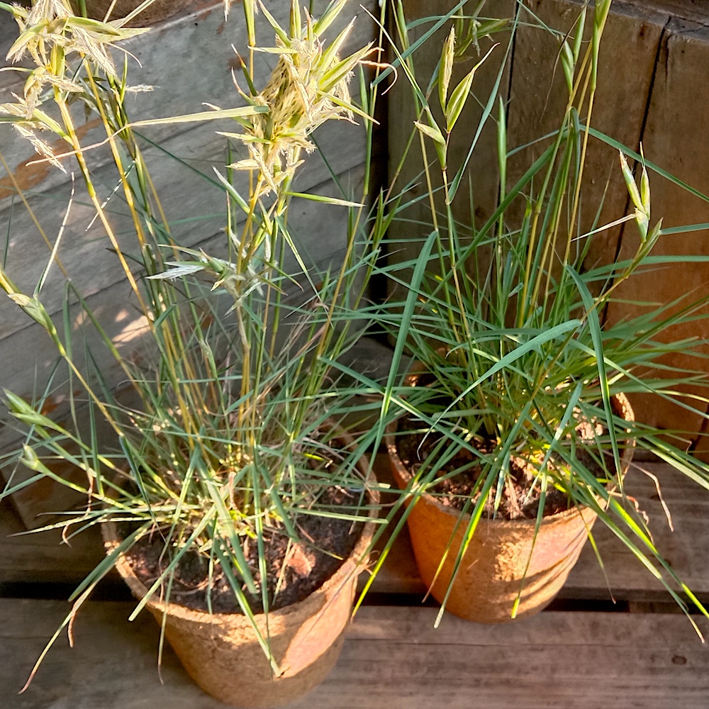 Native Lemon Grass 3.7L coir Kalamunda Plant Company