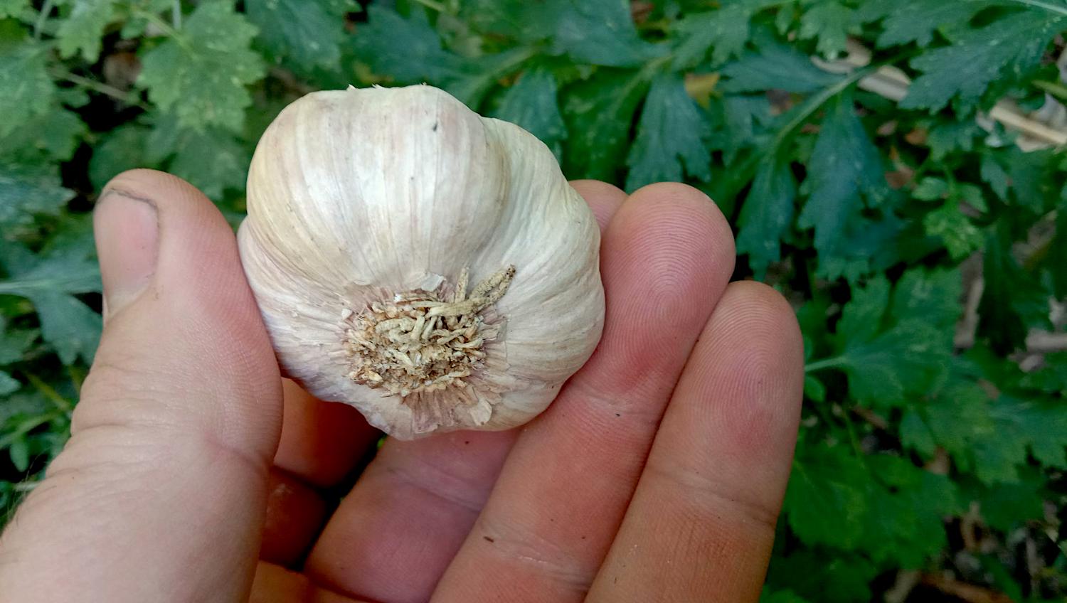 Growing Garlic Kalamunda Plant Company