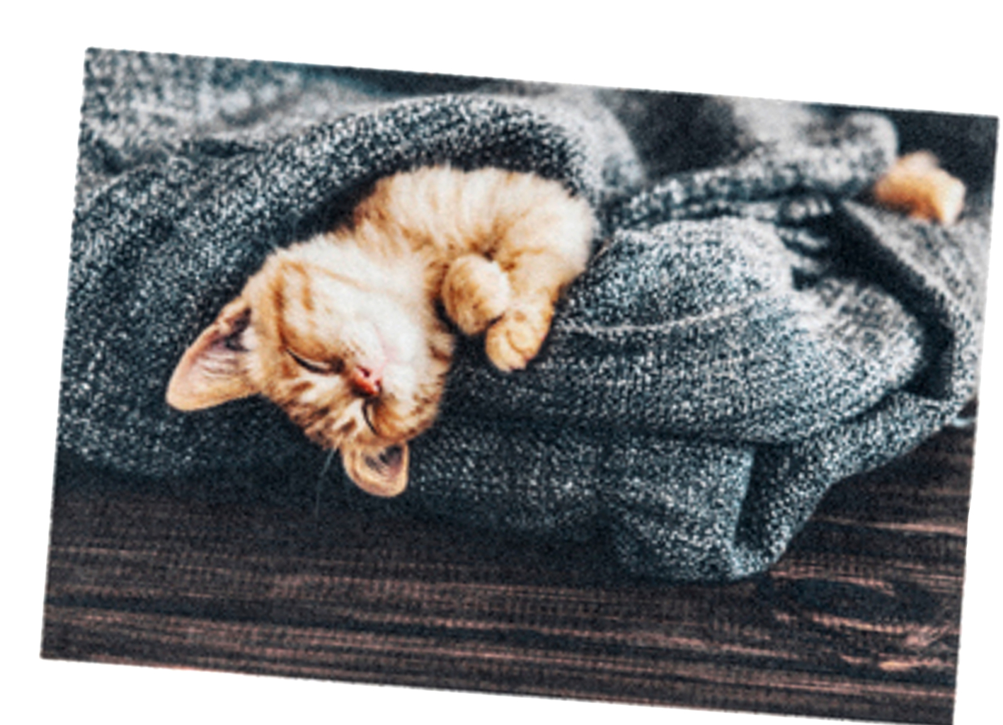 ASTRA Schmutzfangmatte "Katze mit Decke"