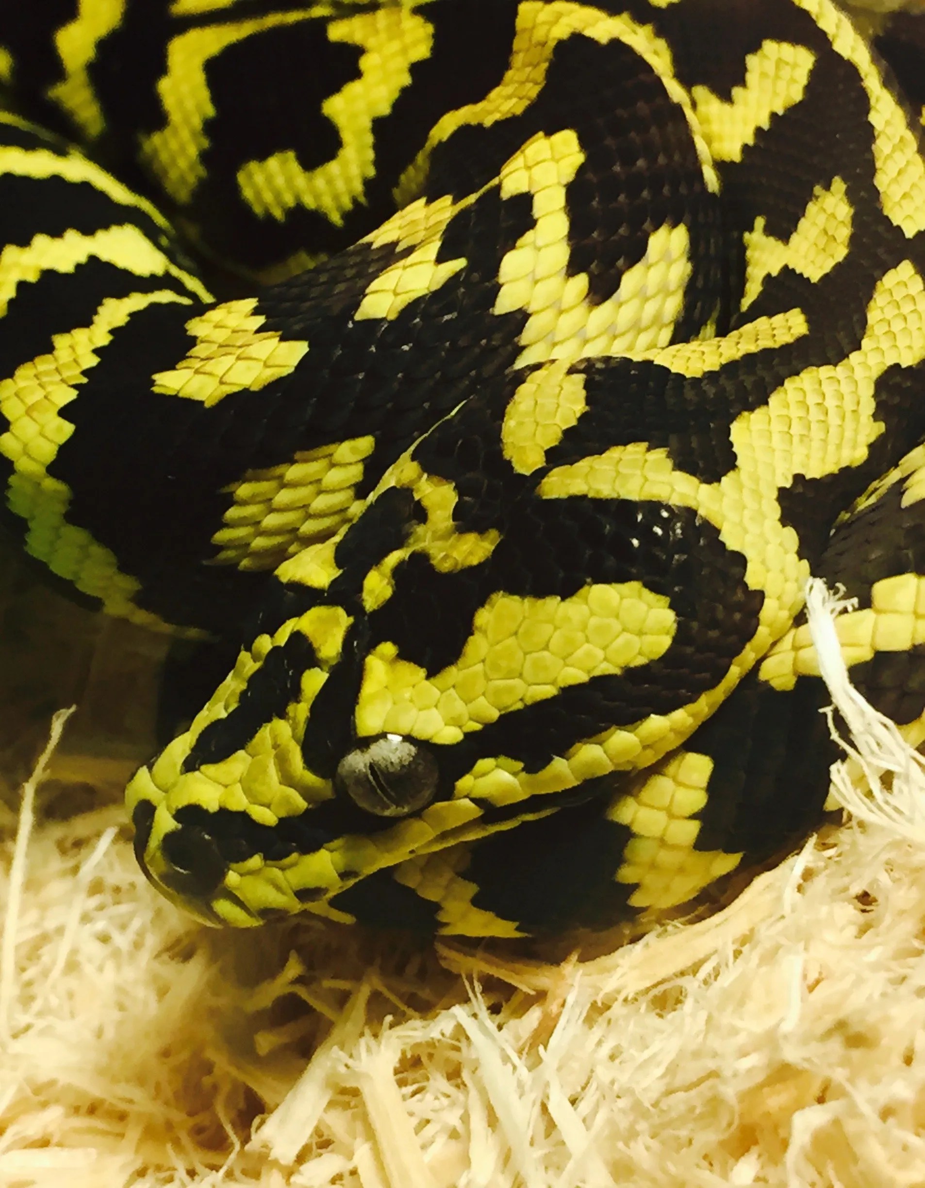 Jungle Carpet Python Kaleido Exotics