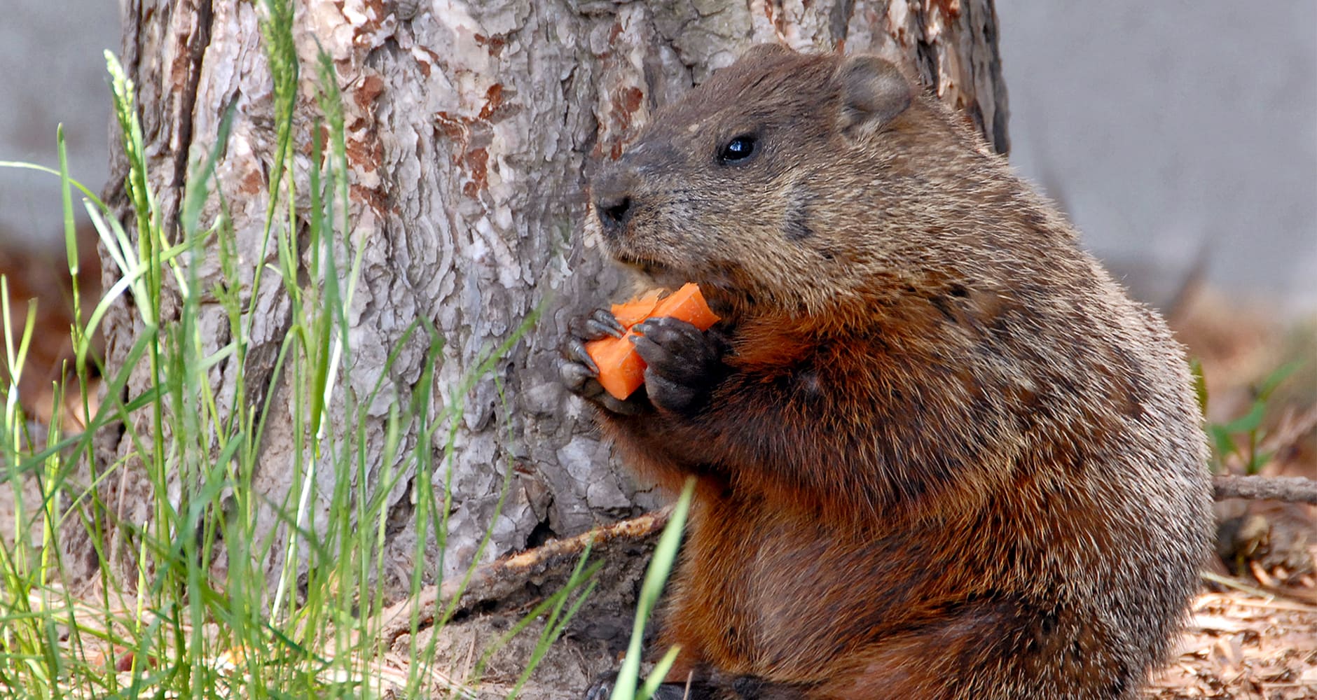 18+ do groundhogs eat tomato plants KinneretSaud