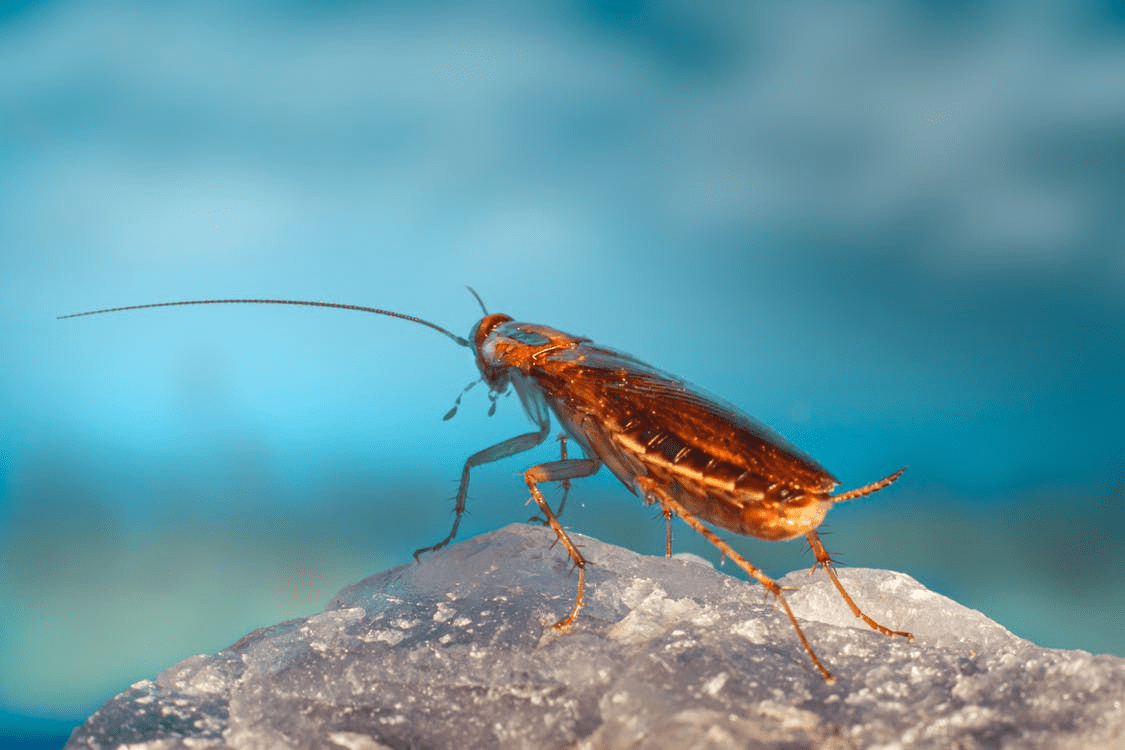 Keep Cockroaches Out of Your Apartment with These 6 Tips Kal Pest