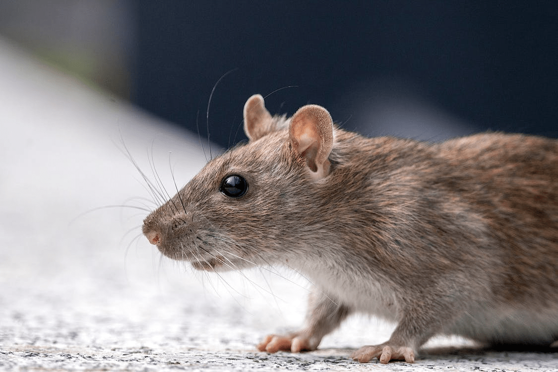 How to Clean Up After a Rodent Infestation? Kal Pest Solutions