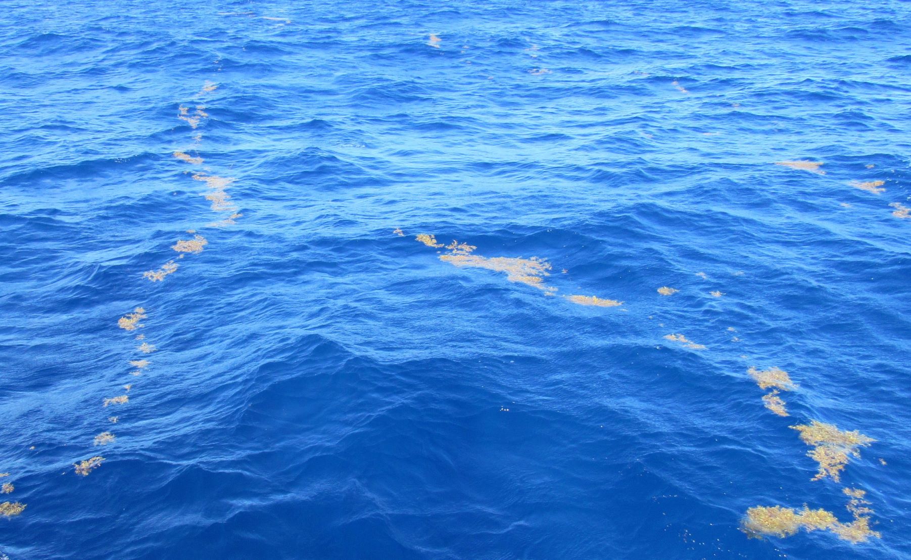 Brown Streaks on a Blue Ocean Kalunamoo