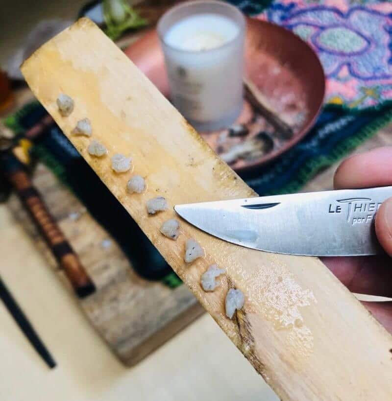 A Shamanic Ritual for Spiritual Healing and Body Detox • Kambo Sessions