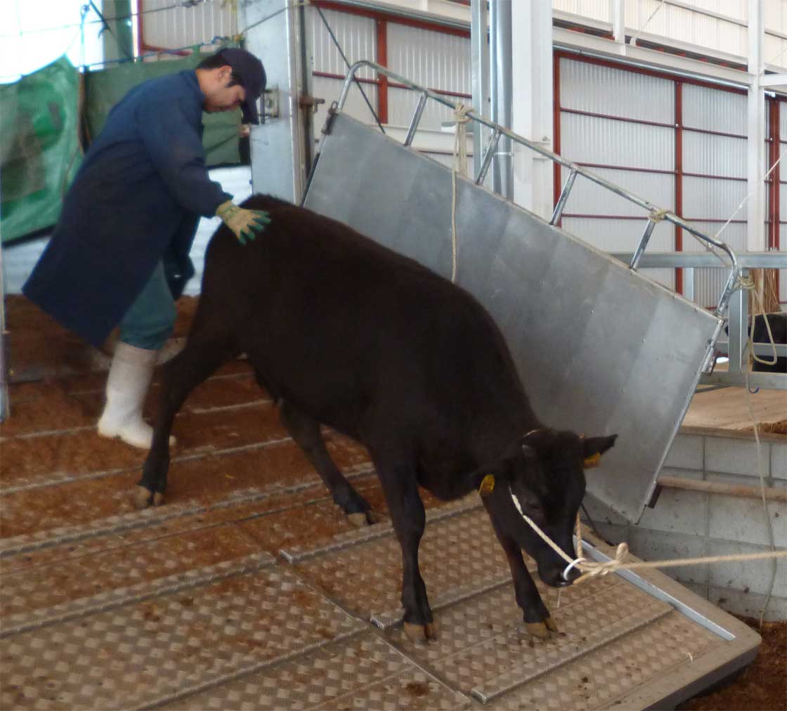 亀井牧場の黒毛和牛 A4最高級霜降り認定近江牛肥育牧場