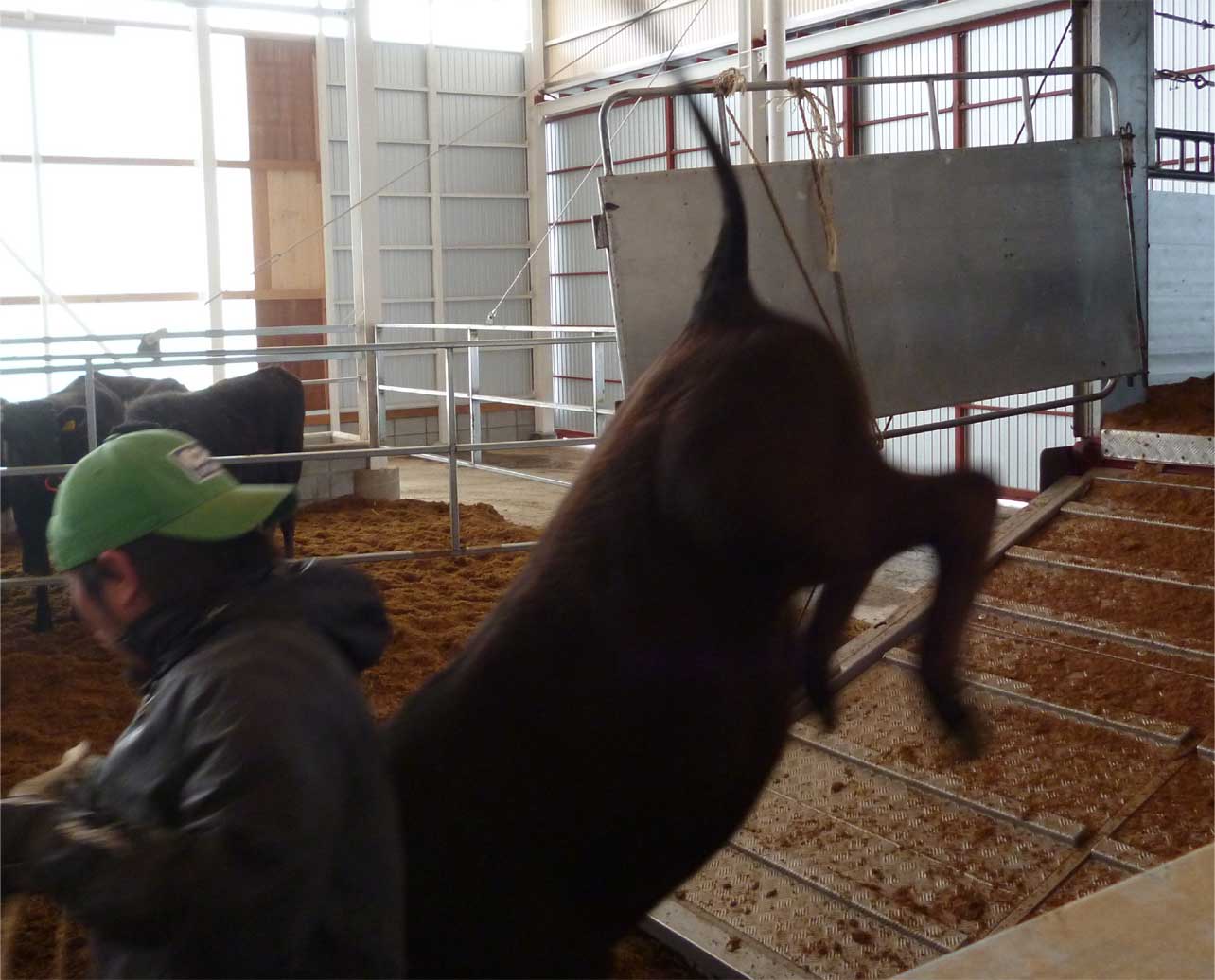 亀井牧場の黒毛和牛 A4最高級霜降り認定近江牛肥育牧場