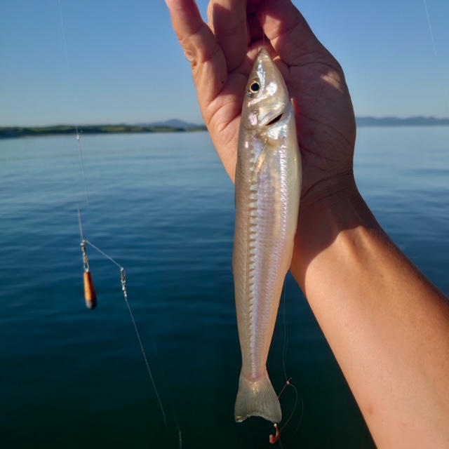 【釣果情報】吹上浜にてキスの釣果！！ゴールデンウィークはサーフでキス釣り！鹿児島谷山店 かめや釣具