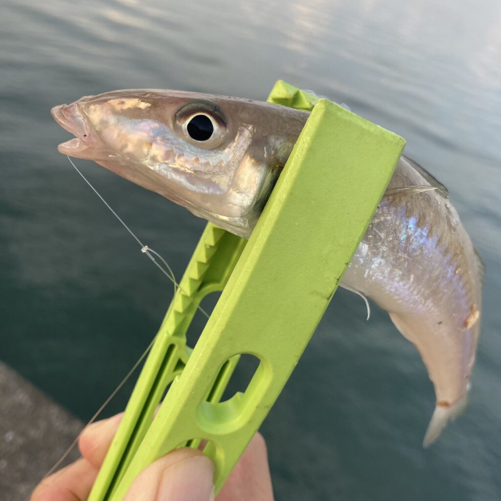 【釣果情報】吹上浜でキス釣りの釣果！！鹿児島谷山店 かめや釣具