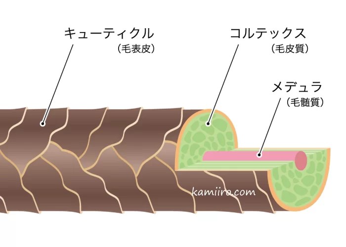最高のコレクション 髪の毛 白い 620186髪の毛 白い虫