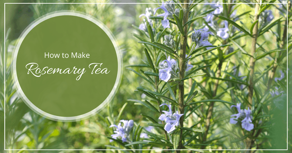 How to Make Rosemary Tea for Memory & Circulation Kami McBride
