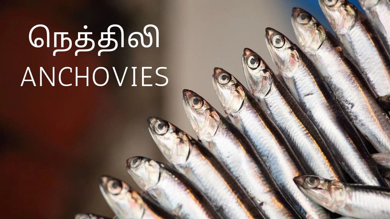 நெத்திலி மீன் Anchovies Fish Kanaiyali