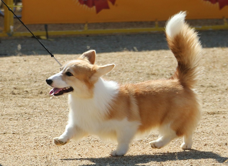 √無料でダウンロード！ コーギー 犬 画像