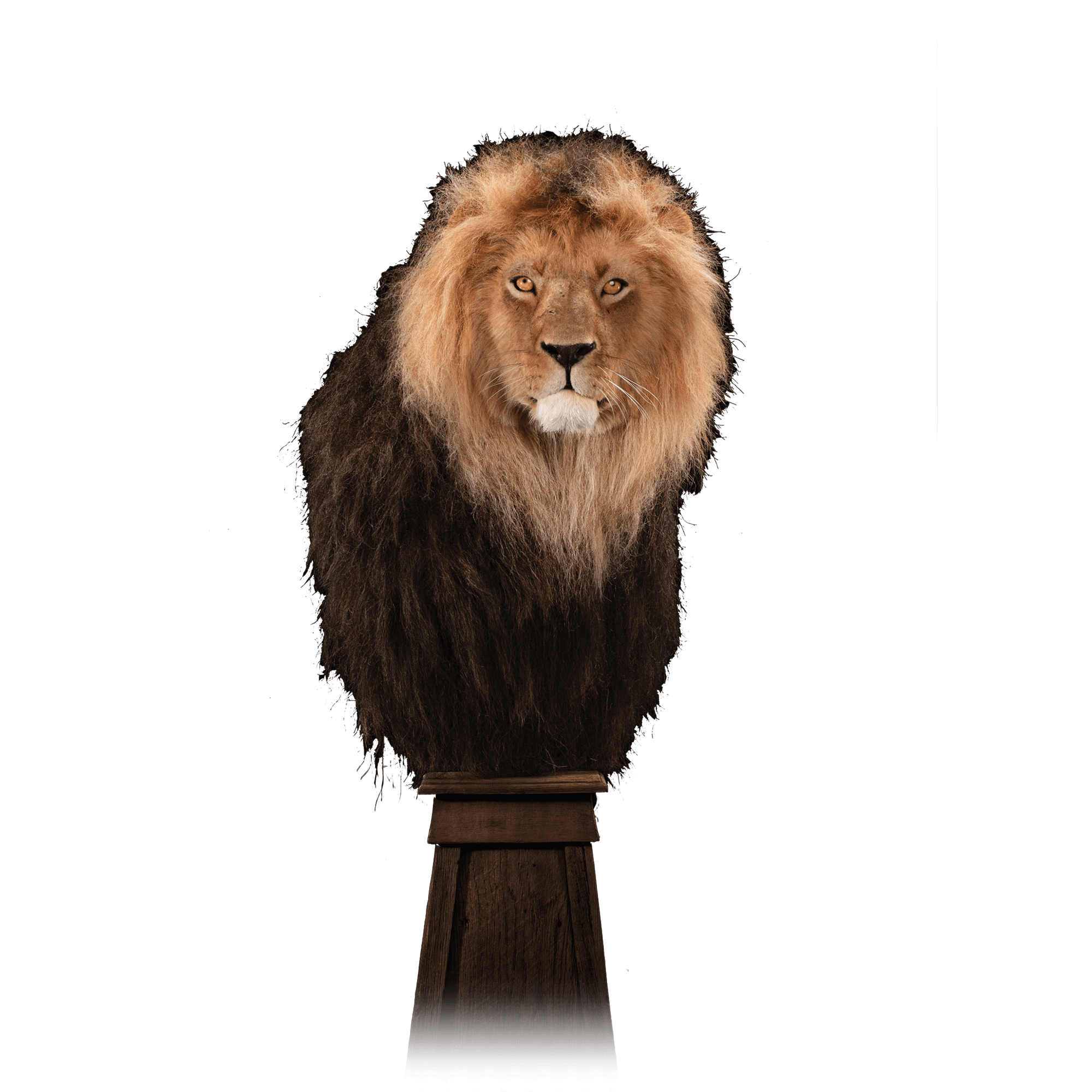 African Lion Replica RL101 : Our Work | Kanati Studio